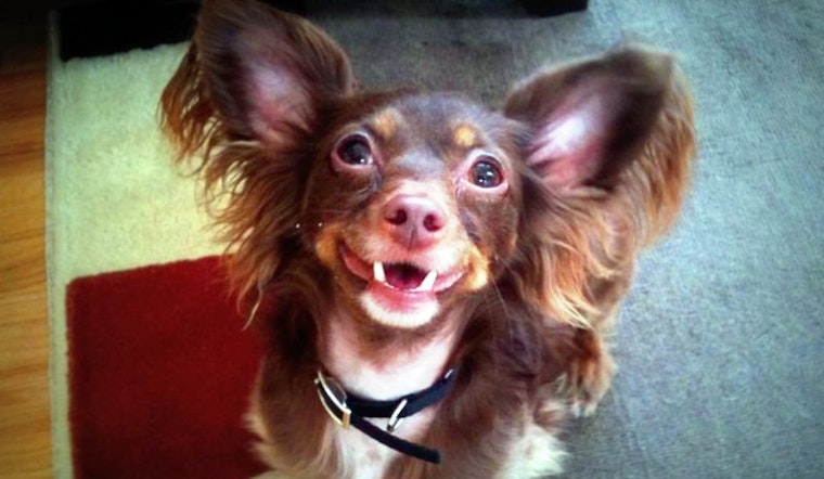 Dogs of the Upper Haight: Part 3 in a Series
