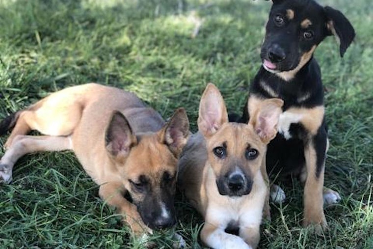 Looking to adopt a pet? Here are 3 perfect pups to adopt now in Fresno