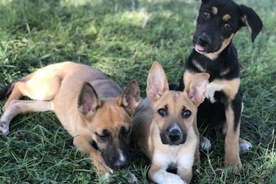 Looking to adopt a pet? Here are 3 perfect pups to adopt now in Fresno