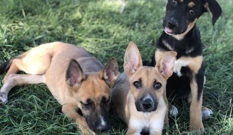 Looking to adopt a pet? Here are 3 perfect pups to adopt now in Fresno