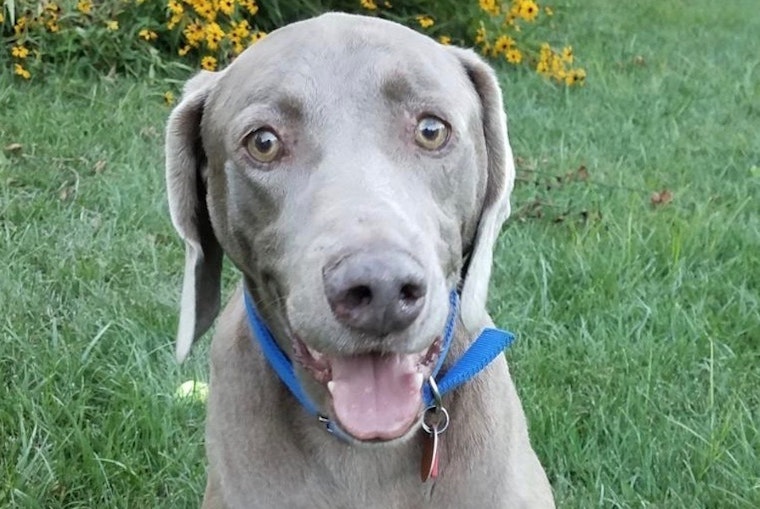 5 lovable pups to adopt now in St. Louis