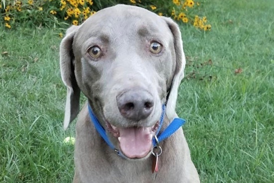 5 lovable pups to adopt now in St. Louis