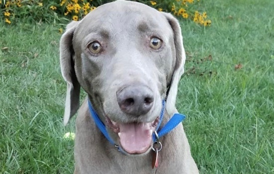 5 lovable pups to adopt now in St. Louis