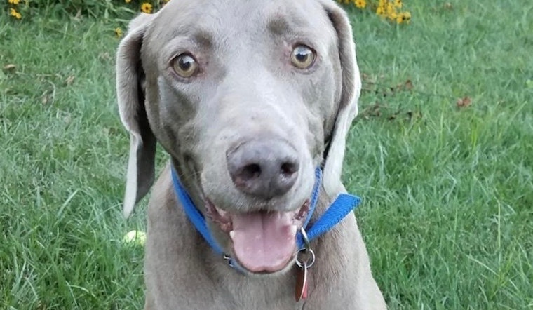 5 lovable pups to adopt now in St. Louis
