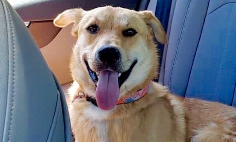 Always wanted a pet? Here are 6 cuddly canines ready to adopt now in Plano