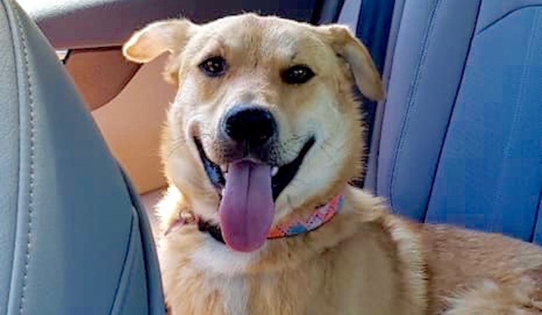 Always wanted a pet? Here are 6 cuddly canines ready to adopt now in Plano
