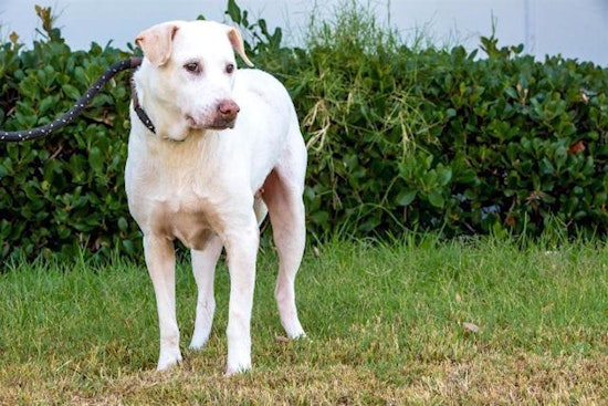 These San Diego-based canines are up for adoption