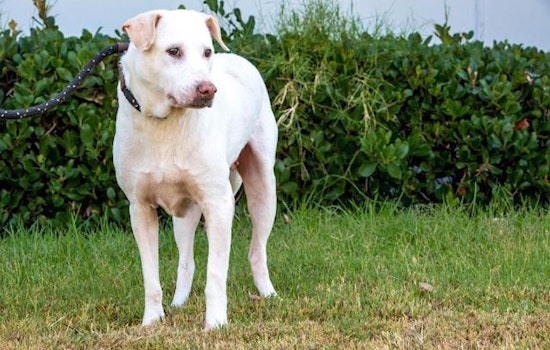 These San Diego-based canines are up for adoption