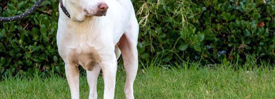 These San Diego-based canines are up for adoption