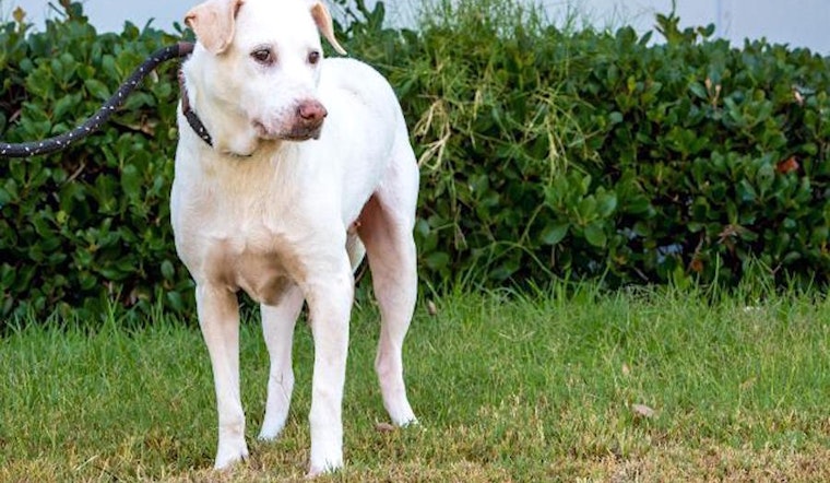 These San Diego-based canines are up for adoption