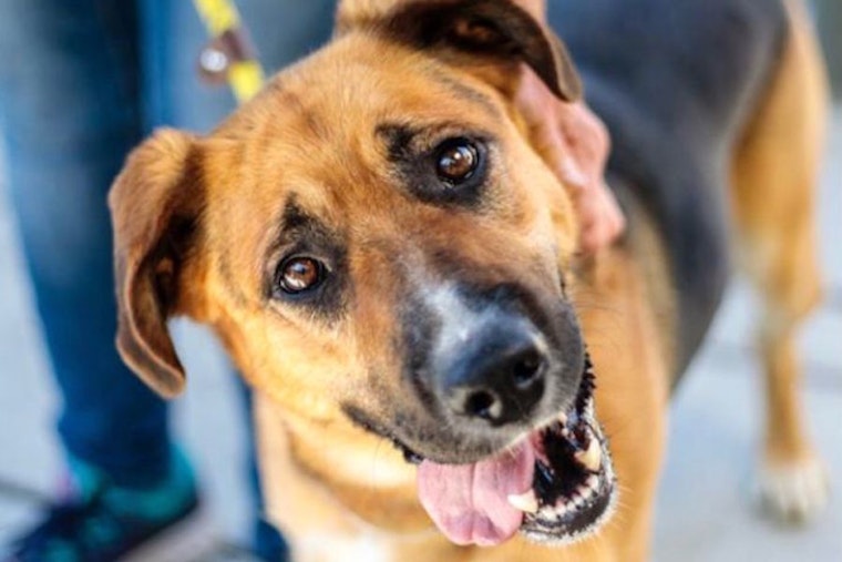 6 delightful doggies to adopt now in San Francisco