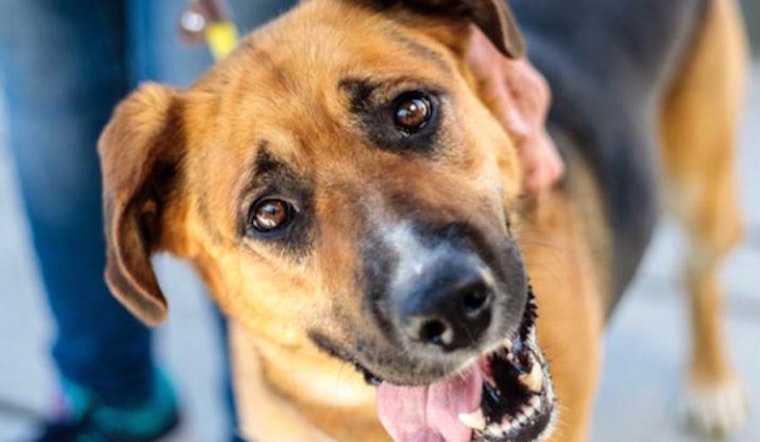 6 delightful doggies to adopt now in San Francisco