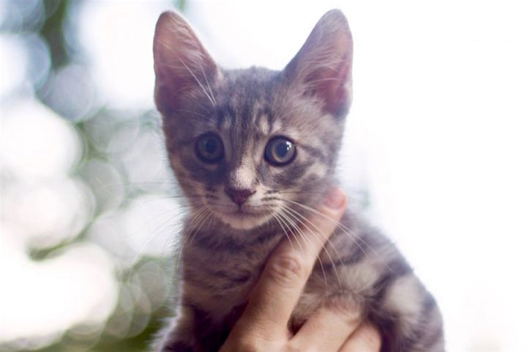 4 fluffy felines to adopt now in Sacramento