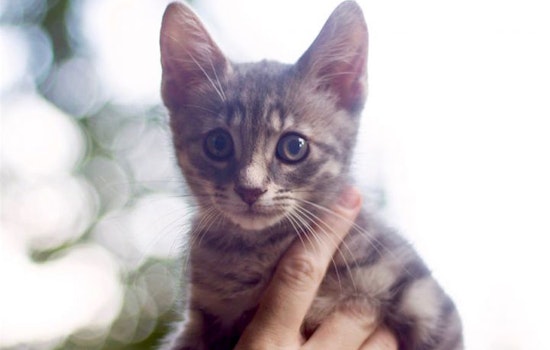 4 fluffy felines to adopt now in Sacramento
