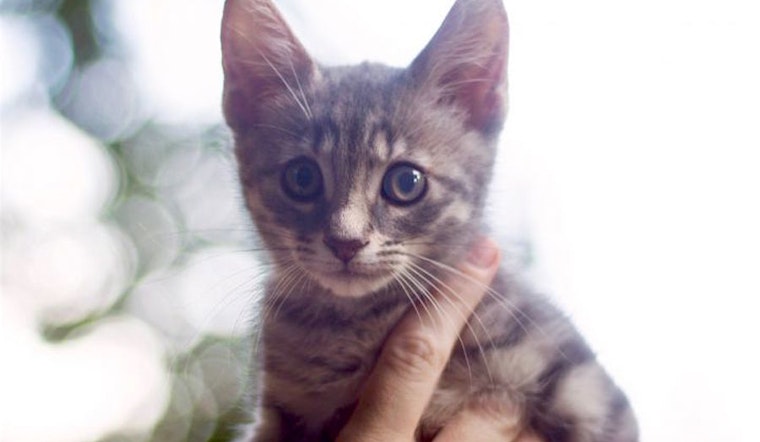 4 fluffy felines to adopt now in Sacramento