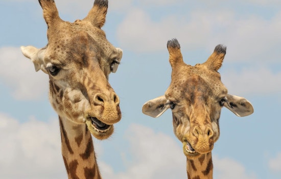 Top Memphis news: Man gets life for killing teacher; zoo lot construction begins today; more