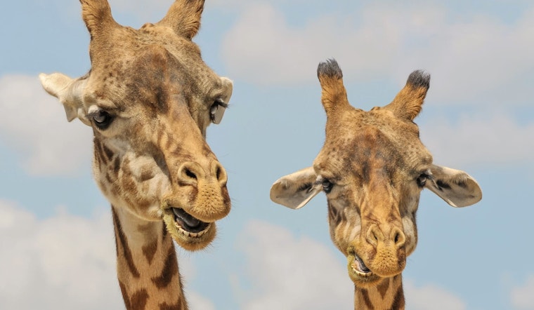 Top Memphis news: Man gets life for killing teacher; zoo lot construction begins today; more
