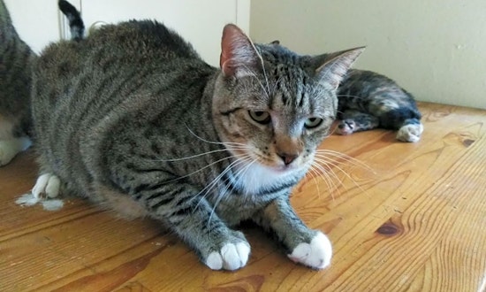 7 lovable kitties to adopt now in Anaheim