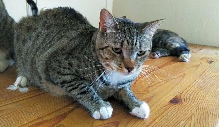 7 lovable kitties to adopt now in Anaheim