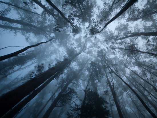 Mount Sutro Forest in Danger