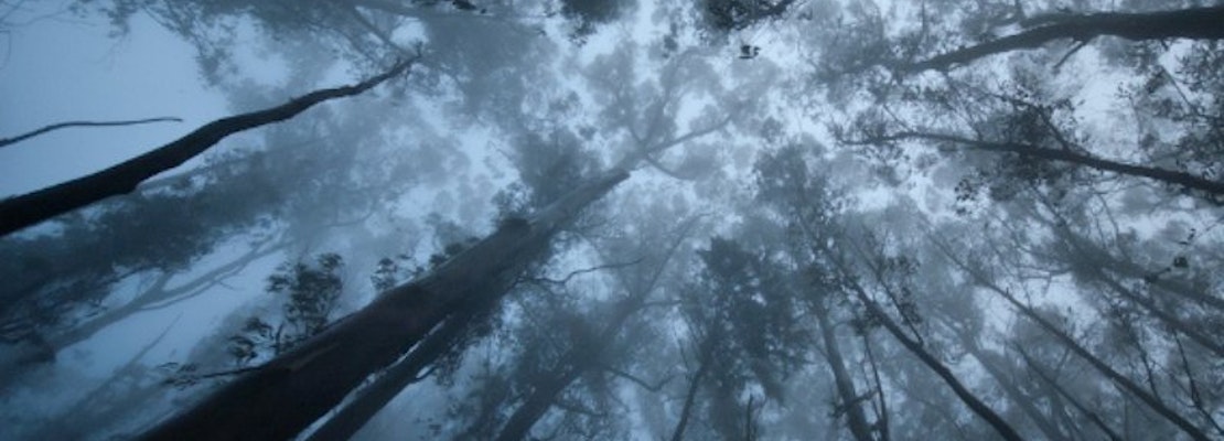 Mount Sutro Forest in Danger