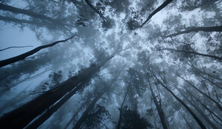 Mount Sutro Forest in Danger