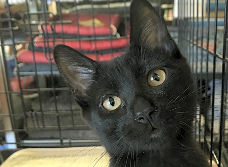 These Oakland-based kittens are up for adoption and in need of a good home