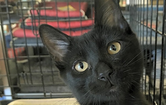 These Oakland-based kittens are up for adoption and in need of a good home