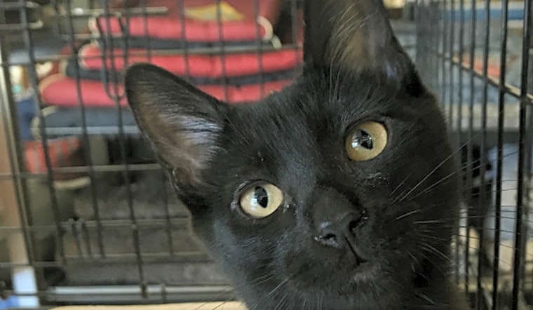 These Oakland-based kittens are up for adoption and in need of a good home
