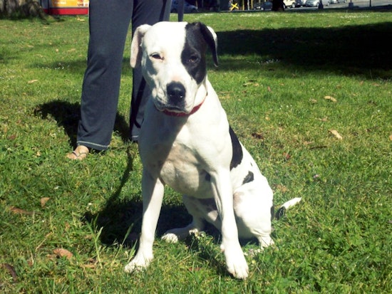 Lost Dog Found, $1000 Parking Ticket, Asian Food and More