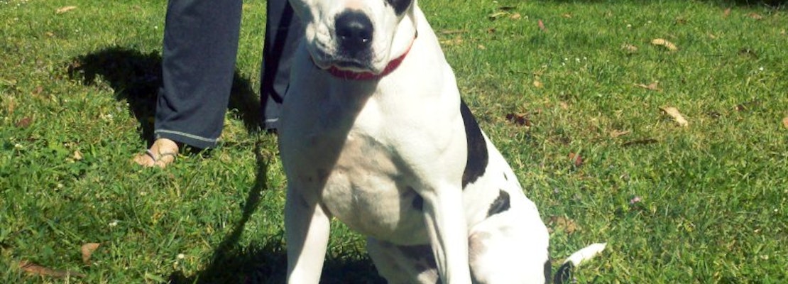 Lost Dog Found, $1000 Parking Ticket, Asian Food and More