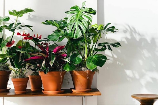 Bloomscape and backstitch top Detroit's recent funding news