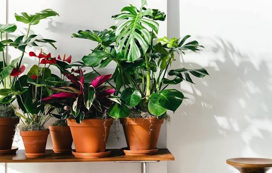 Bloomscape and backstitch top Detroit's recent funding news
