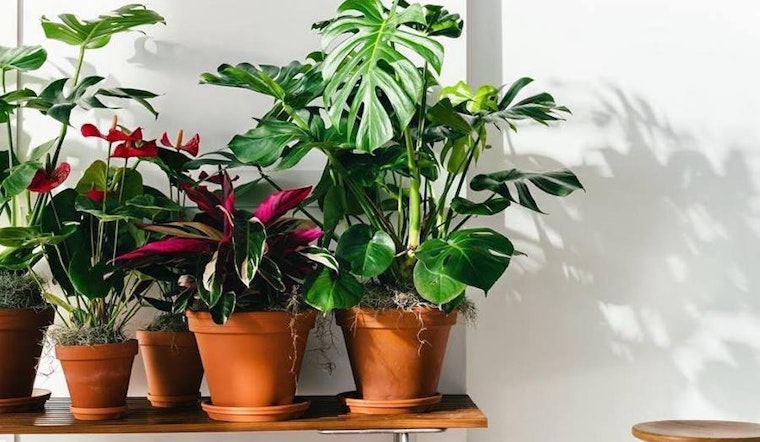 Bloomscape and backstitch top Detroit's recent funding news