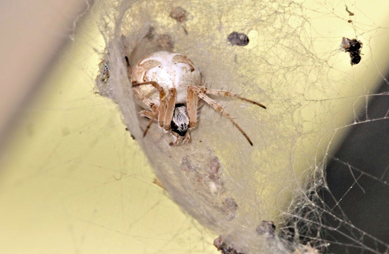 Top San Diego news: First kidney transplant between HIV patients; SD to see more Orb weaver spiders