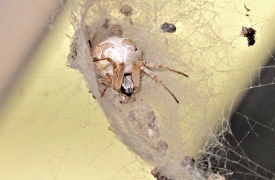 Top San Diego news: First kidney transplant between HIV patients; SD to see more Orb weaver spiders