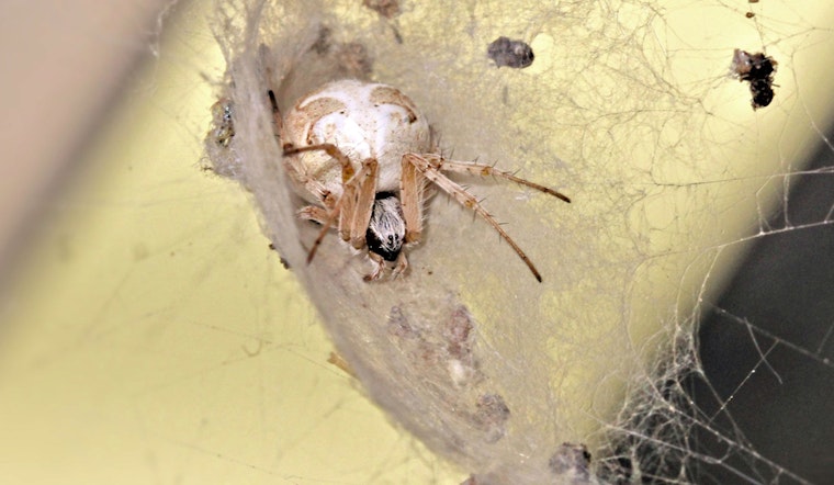 Top San Diego news: First kidney transplant between HIV patients; SD to see more Orb weaver spiders