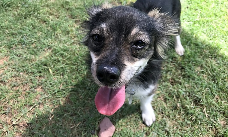 These El Paso-based doggies are up for adoption and in need of a good home