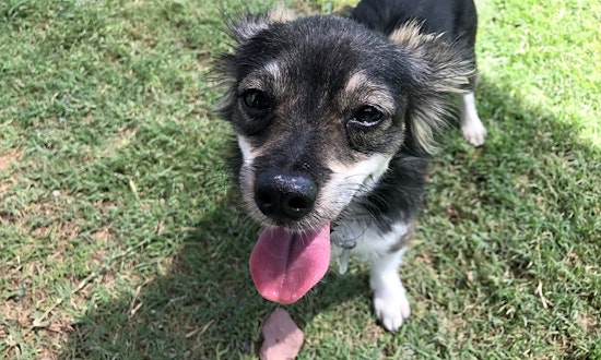 These El Paso-based doggies are up for adoption and in need of a good home