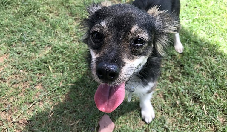 These El Paso-based doggies are up for adoption and in need of a good home