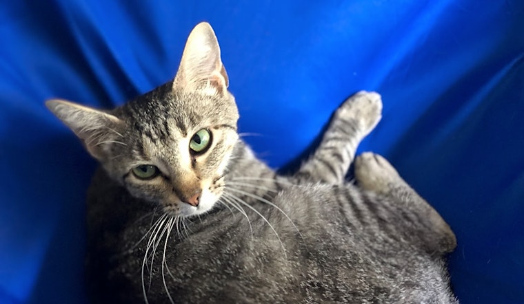 These Austin-based kitties are up for adoption and in need of a good home