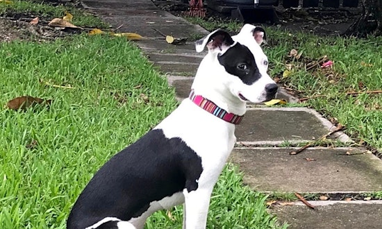 6 adorable pups to adopt now in Miami
