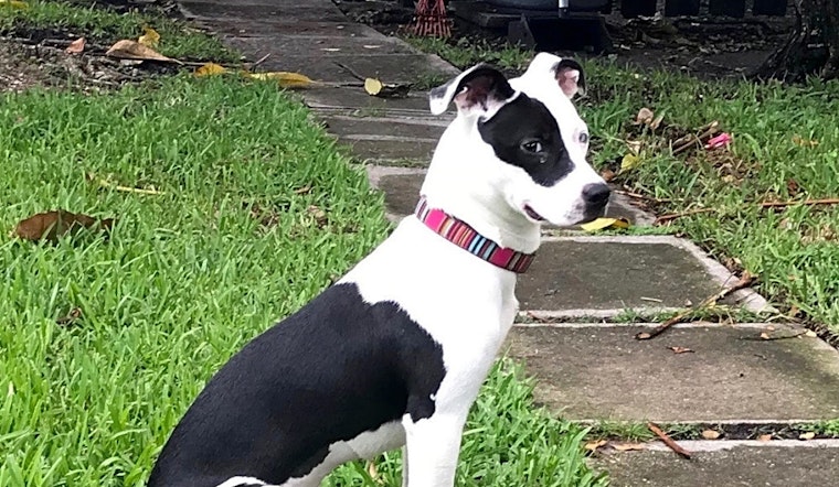 6 adorable pups to adopt now in Miami