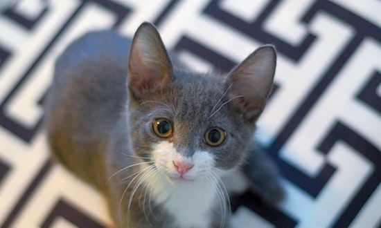 Want to adopt a pet? Here are 7 cute-as-can-be kittens to adopt now in Columbus