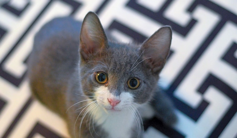 Want to adopt a pet? Here are 7 cute-as-can-be kittens to adopt now in Columbus
