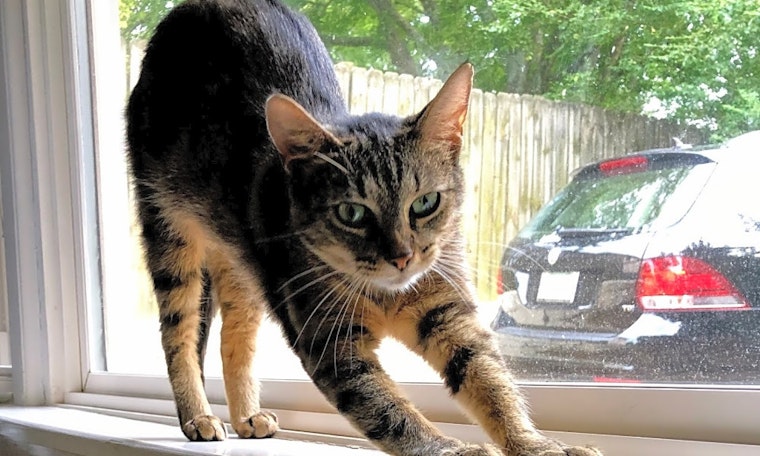 7 furry felines to adopt now in Nashville