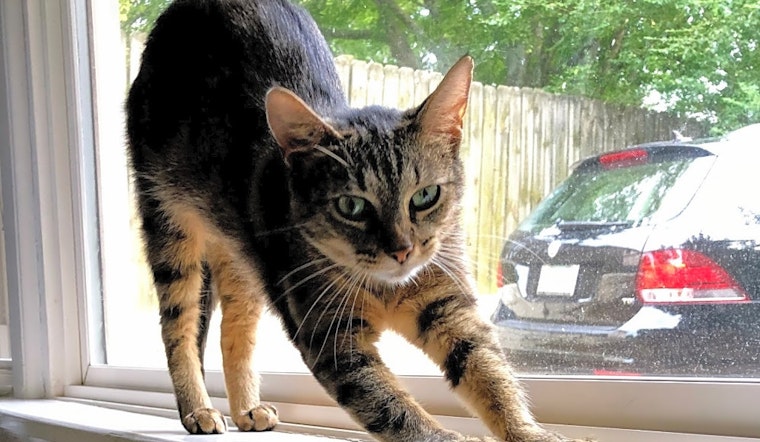 7 furry felines to adopt now in Nashville