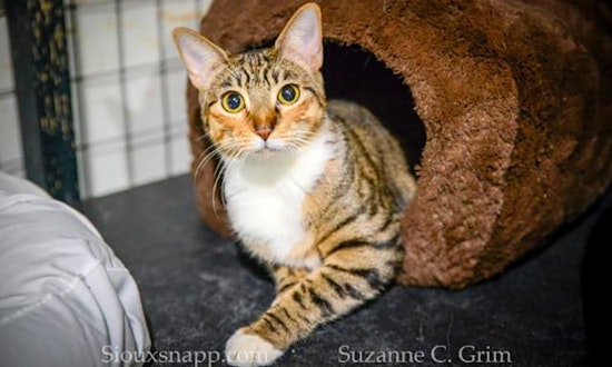 4 cool kitties to adopt now in New Orleans