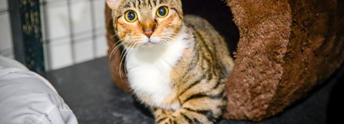 4 cool kitties to adopt now in New Orleans