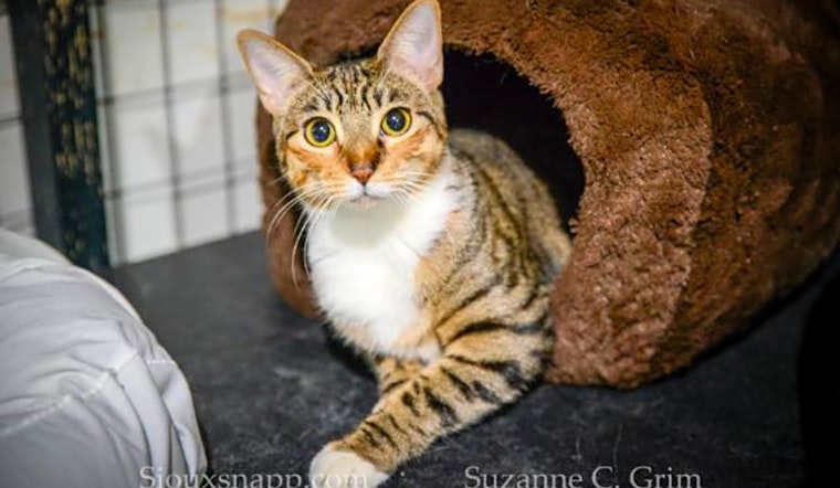4 cool kitties to adopt now in New Orleans